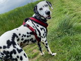 Dalmatien de 6 ans yeux vairons à donner