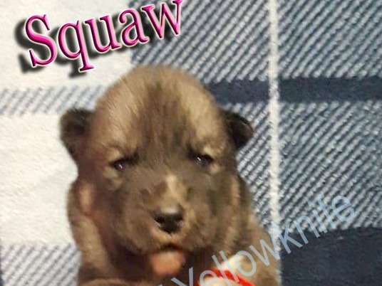 A vendre : 3 chiots mâles Husky de Sibérie non-LOF