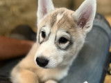 Chiots de race Husky Sibérien à vendre (1 femelle & 1 mâle)