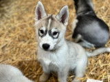 Chiots de race Husky Sibérien à vendre (1 femelle & 1 mâle)