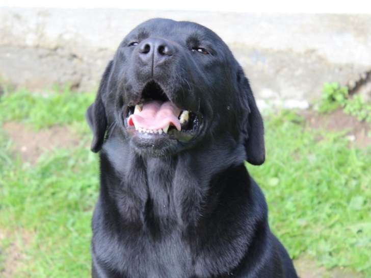 A vendre : Labrador femelle de couleur noir, âgée de 7 ans LOF