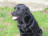 A vendre : Labrador femelle de couleur noir, âgée de 7 ans LOF