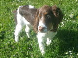 Chiot de type Springer Anglais mâle à vendre