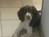 Chiot de type Springer Anglais mâle à vendre