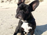 Bouledogue Fran&ccedil;ais de bient&ocirc;t 2 ans pour saillie