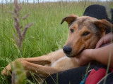 A adopter : une femme de type Colley
