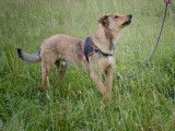 A adopter : une femme de type Colley