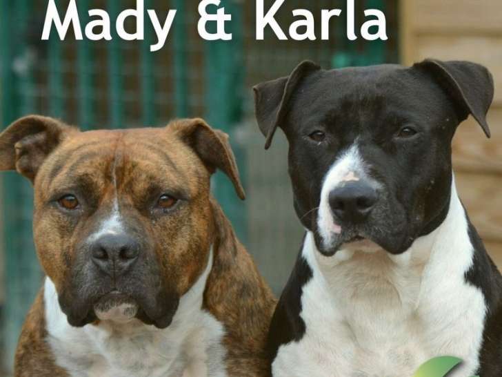 A adopter : un mâle ( âgé 4 ans et LOF) et une femelle (âgé de 6 ans non LOF) American Staffordshire Terrier
