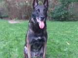 Mâle Malinois LOF disponible pour saillie