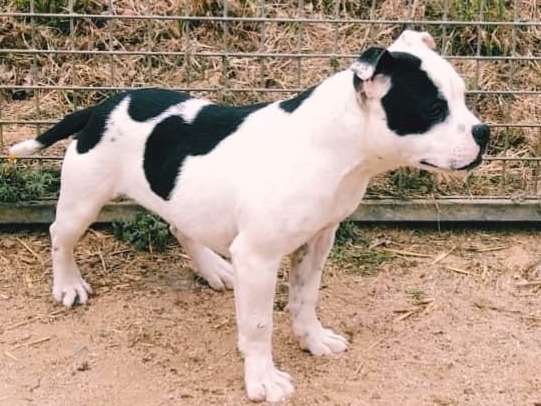 A vendre : une femelle Staffordshire Bull Terrier LOF