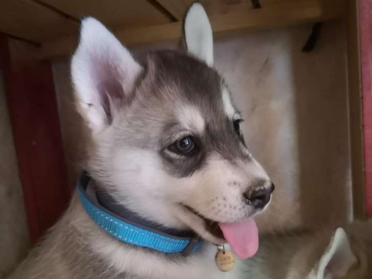 Chiot Husky Siberien Male A Vendre Petite Annonce Chien