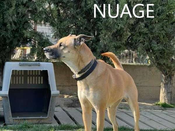 A adopter : Nuage, femelle croisée Berger Belge Malinois/Dogue de Majorque, âgée de 2 ans