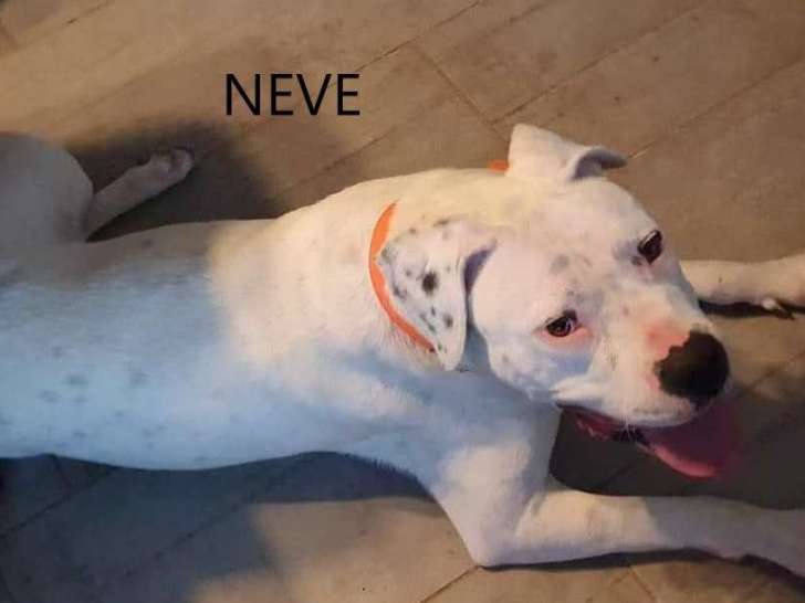 A adopter : Neve, femelle Dogue Argentin âgée de 14 mois
