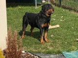 Rottweiler de 6 ans à donner