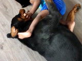 Rottweiler de 6 ans à donner