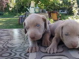 4 chiots mâles Braques de Weimar LOF