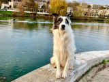 Border Collie LOF pour saillie