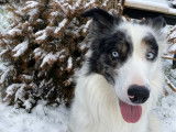 Border Collie LOF pour saillie