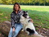 Border Collie LOF pour saillie