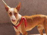 Podenco Andalou Femelle de 2 ans &agrave; adopter