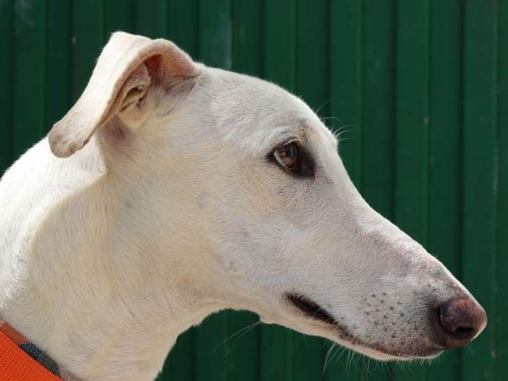 Coco, splendide chien mâle de type lévrier prêt à être adopté
