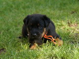Chiots Beauceron LOF à vendre