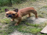 De type Bouledogue Fran&ccedil;ais disponible pour saillie