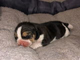 Adorable chiots Beagle à vendre : 1 femelle et 2 mâles