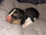 Adorable chiots Beagle à vendre : 1 femelle et 2 mâles