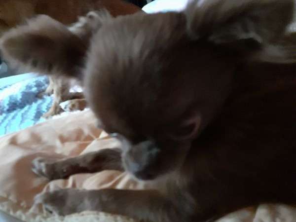 Mignonne petite femelle Chihuahua à vendre