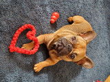 De race Bouledogue Français disponible pour saillie