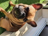 De race Bouledogue Français disponible pour saillie