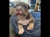 Chiots American Bully pocket à vendre