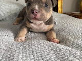 Chiots American Bully pocket à vendre