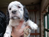 Chiots de setter anglais à vendre