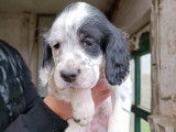 Chiots de setter anglais à vendre