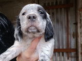 Chiots de setter anglais à vendre