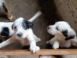 Chiots de setter anglais à vendre
