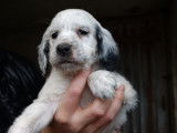 Chiots de setter anglais à vendre