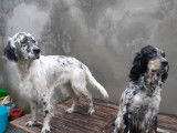 Chiots de setter anglais à vendre
