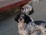 Chiots de setter anglais à vendre