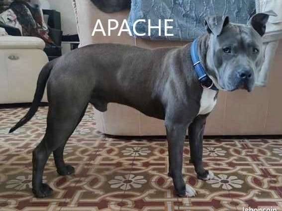 Apache, jeune mâle dynamique prêt à être adopté