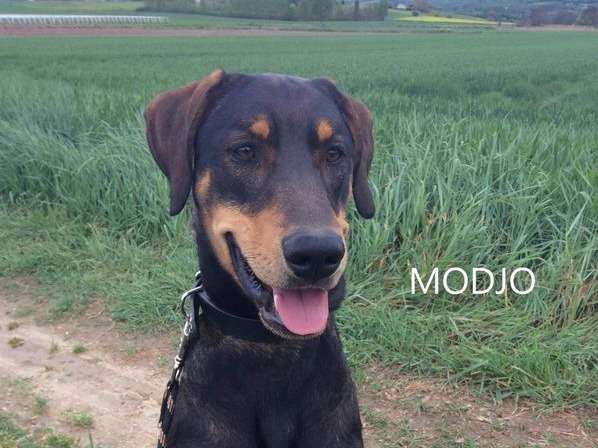 Modjo, jeune mâle adorable disponible à l’adoption