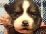 Craquantes chiots femelles Husky Sibérien disponibles à la vente