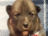 Craquantes chiots femelles Husky Sibérien disponibles à la vente