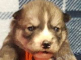 Craquantes chiots femelles Husky Sibérien disponibles à la vente