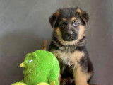 4 chiots Berger Allemand LOF disponibles