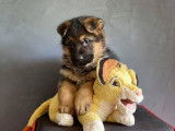 4 chiots Berger Allemand LOF disponibles
