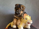4 chiots Berger Allemand LOF disponibles