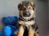 4 chiots Berger Allemand LOF disponibles